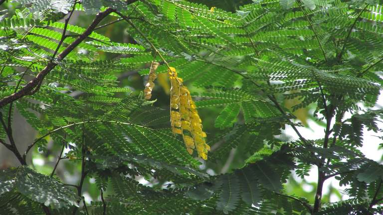 Oh boy! Your net is slow.