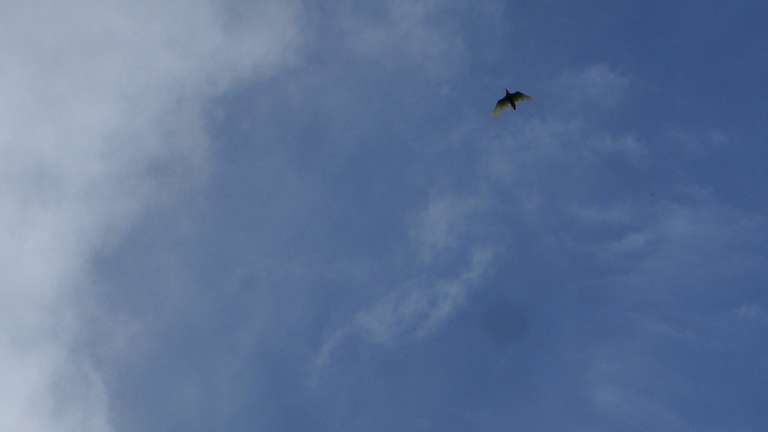 Oh boy! Your net is slow.